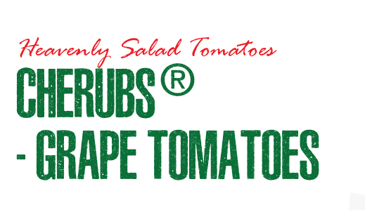 Heavenly Salad Tomatoes - Cherubs Grape Tomatoes