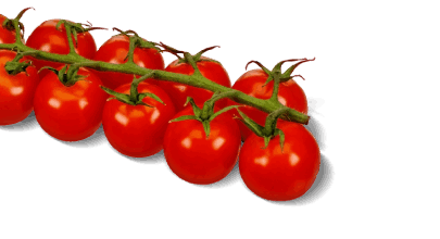fun-fact-tomatoes