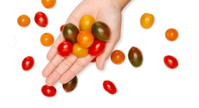 manos-tomates